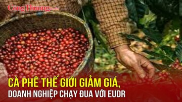 Cà phê thế giới giảm giá, doanh nghiệp chạy đua với EUDR