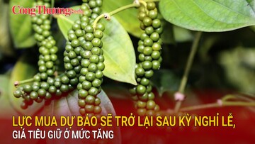 Lực mua dự báo sẽ trở lại sau kỳ nghỉ lễ, giá tiêu giữ ở mức tăng