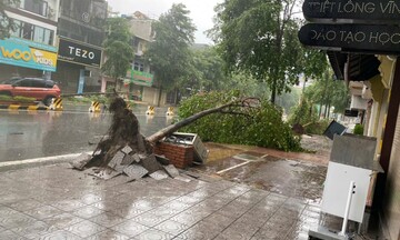 Bão Yagi đổ bộ: Thái Bình cây đổ, lều lán tốc mái