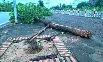 Cây xanh ở Hà Nội trồng không gốc bật đổ sau khi bão số 3 tràn về