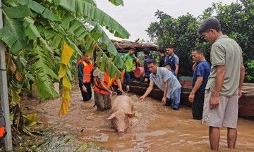 Cả thôn ở Hà Nội lái xuồng máy giải cứu hàng ngàn con lợn bơi trong nước