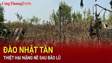 Vườn đào Nhật Tân tan hoang, thiệt hại nặng nề sau cơn lũ lịch sử