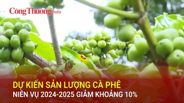 Dự kiến sản lượng cà phê niên vụ 2024-2025 giảm khoảng 10%