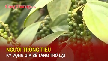 Người trồng tiêu kỳ vọng giá sẽ tăng trở lại
