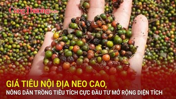 Giá tiêu nội địa neo cao, nông dân trồng tiêu tích cực đầu tư mở rộng diện tích