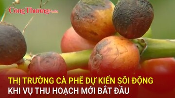 Thị trường cà phê dự kiến sôi động khi vụ thu hoạch mới bắt đầu