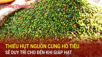 Thiếu hụt nguồn cung hồ tiêu sẽ duy trì cho đến khi giáp hạt