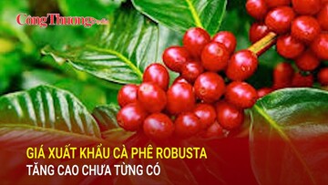 Giá xuất khẩu cà phê Robusta tăng cao chưa từng có