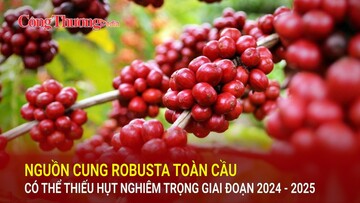 Nguồn cung Robusta toàn cầu có thể thiếu hụt nghiêm trọng giai đoạn 2024-2025