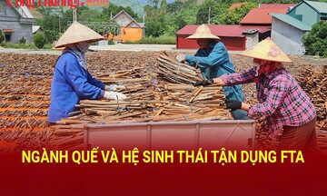 Ngành quế và hệ sinh thái tận dụng FTA