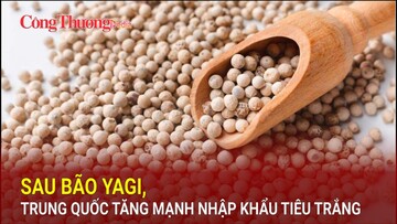 Sau bão Yagi, Trung Quốc tăng mạnh nhập khẩu tiêu trắng