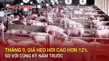 Tháng 9, giá heo hơi cao hơn 12% so với cùng kỳ năm trước
