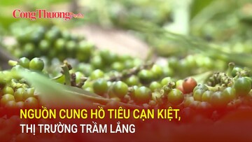 Nguồn cung hồ tiêu cạn kiệt, thị trường trầm lắng
