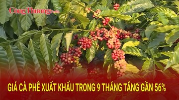 Giá cà phê xuất khẩu trong 9 tháng tăng gần 56%
