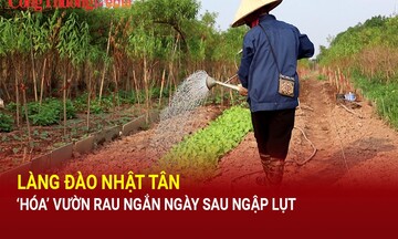 Hà Nội: Làng đào Nhật Tân 'hoá' vườn rau ngắn ngày sau ngập lụt