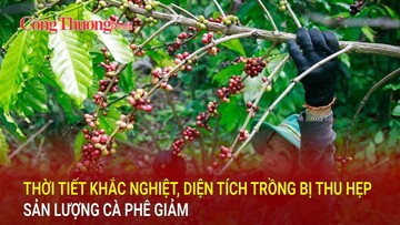 Thời tiết khắc nghiệt, diện tích trồng bị thu hẹp sản lượng cà phê giảm
