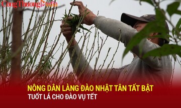 Nông dân làng đào Nhật Tân tất bật tuốt lá cho đào vụ Tết