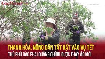 Thanh Hóa: Nông dân tất bật vào vụ Tết, 'thủ phủ' đào phai Quảng Chính được thay áo mới