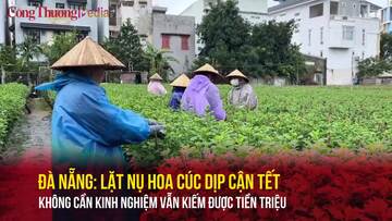 Đà Nẵng: Lặt nụ hoa cúc kiếm tiền triệu dịp cận Tết
