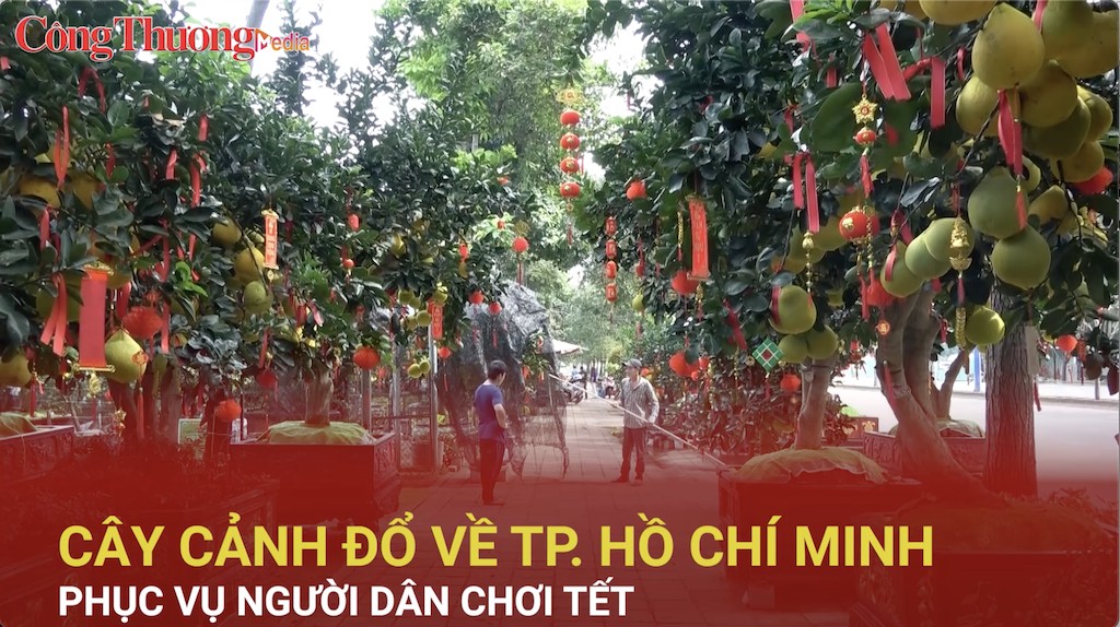 Cây cảnh 