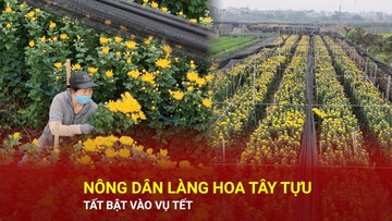 Nông dân làng hoa Tây Tựu tất bật vào vụ Tết