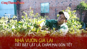 Nhà vườn Gia Lai tất bật chăm mai đón Tết