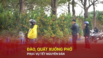 Đào, quất xuống phố phục vụ Tết Nguyên đán