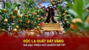Độc lạ quất dát vàng giá bạc triệu hút khách dịp Tết
