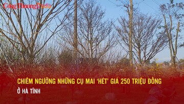 Chiêm ngưỡng những cụ mai ‘hét’ giá 200 triệu đồng ở Hà Tĩnh