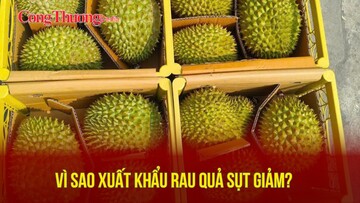 Vì sao xuất khẩu rau, quả sụt giảm?