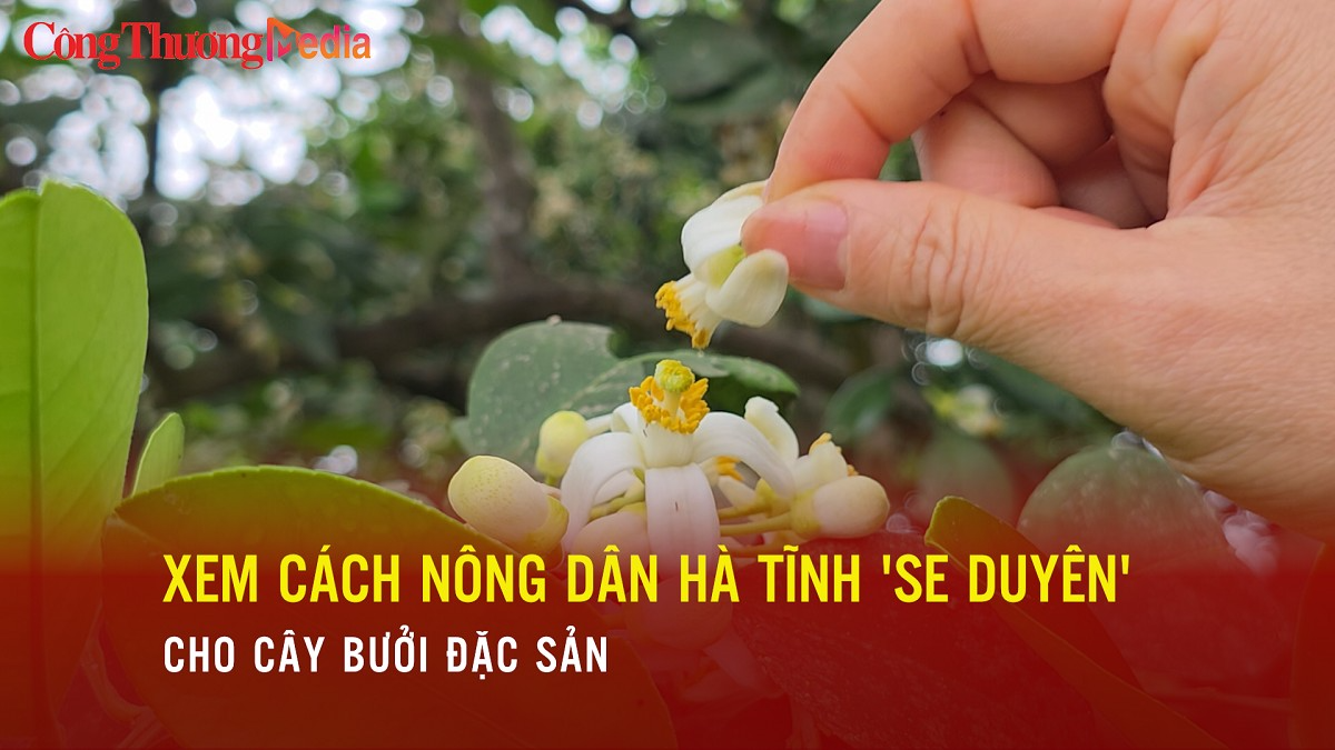 Xem cách nông dân Hà Tĩnh 'se duyên' cho cây bưởi đặc sản