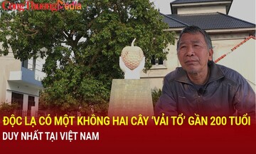 Chiêm ngưỡng cây vải tổ gần 200 tuổi duy nhất tại Việt Nam