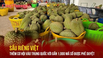 Sầu riêng Việt thêm cơ hội vào Trung Quốc với gần 1.000 mã số được phê duyệt