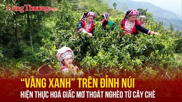 'Vàng xanh' trên đỉnh núi: Hiện thực hoá giấc mơ thoát nghèo từ cây chè