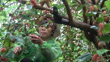 Bãi dâu tằm ngoại thành vào mùa “hái tiền”