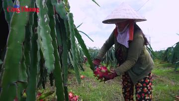 Liên kết sản xuất theo tiêu chuẩn an toàn để xuất khẩu trái cây đi Mỹ