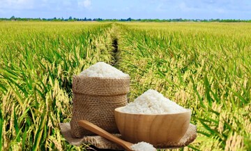 Giá lúa gạo hôm nay ngày 11/6: Gạo và lúa tươi giảm mạnh