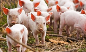Giá heo hơi hôm nay ngày 11/6: Miền Nam đồng loạt giảm nhẹ