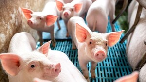 Giá heo hơi hôm nay 29/6/2025: Dao động từ 67.000 - 72.000 đồng/kg
