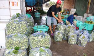 Dâu da xanh đổ bộ phố thị, 'được lòng' thực khách Thủ đô