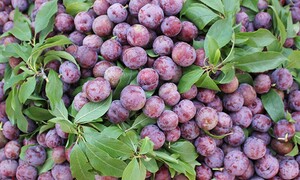 Mận Tả Van chín sớm được giá