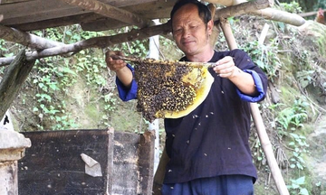 Mù Cang Chải: Mật ngọt từ rừng, sinh kế bền vững từ ong