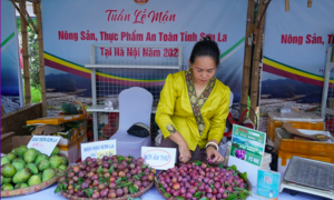 Sơn La chủ động xúc tiến tiêu thụ nông sản trước mùa vụ 2025