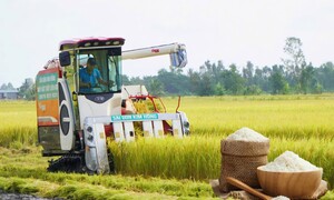 Giá lúa gạo hôm nay ngày 16/6: Lúa tươi xu hướng tăng