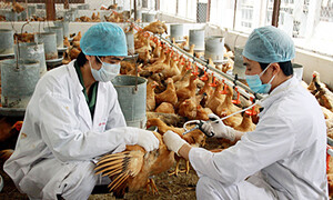 Tỷ lệ tiêm vacxin phòng, chống dịch bệnh động vật vẫn là điểm nghẽn đáng lo ngại