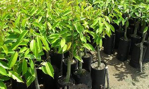 Cây giống sầu riêng giả, thiệt hại thật!