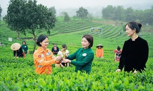Thương hiệu chè Thái Nguyên: Tăng tốc chuyển đổi số, chinh phục thị trường