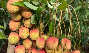 Cây vải ở Sơn La: Niềm vui xanh trên triền đồi dốc