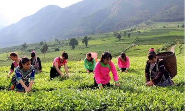Chè Lai Châu: Từ nương cao đến thương hiệu nông sản sạch