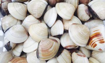 Xuất khẩu nghêu sang Trung Quốc tăng trưởng 3 con số